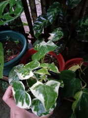 my plants collection