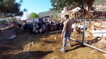 Teknolojik çoban sürüsünü drone ile takip ediyor