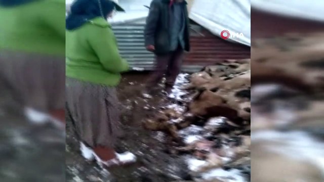 Koyun kuzu izdihamında 82 hayvan telef oldu