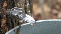 Sap flows in Vermont as spring gets underway