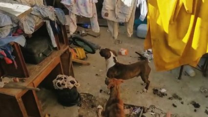 Niño de 12 años fue atacado por seis perros en el sur de Bogotá