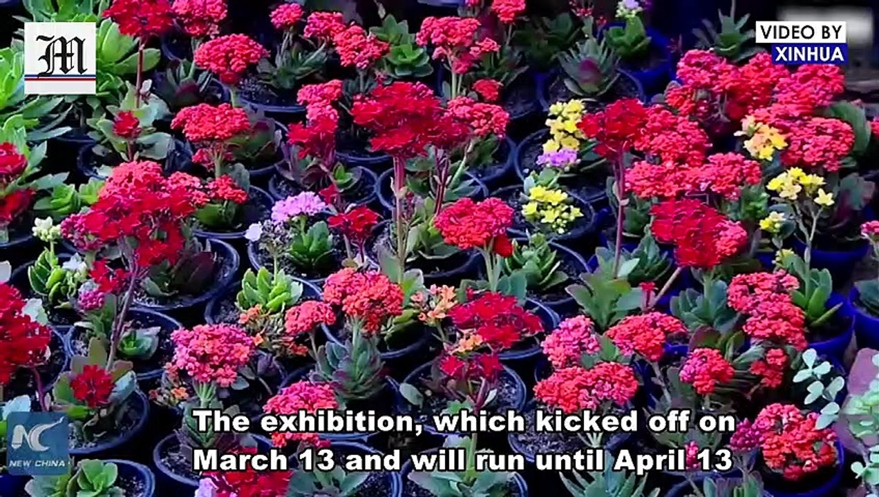Egypt's Largest Spring Flora Expo Helps Businesses Amid Coronavirus-caused Recession