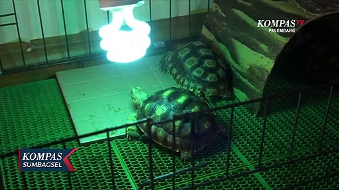 Lebih Dekat Dengan Penangkar Kura-Kura Sulcata