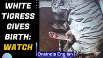 White Tigress gives birth | Nandankanan Zoo | Watch | Oneindia News