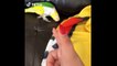 Funny Parrots Videos - cute moment of the BIRDS - Cutest Parrots #cutesuani