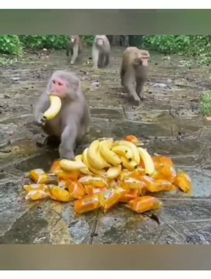 Lakshmi kant bhise comedy video #funny videos comedy