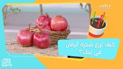 بخطوات بسيطة يمكنك زراعة شجرة الرمان في بيتك!