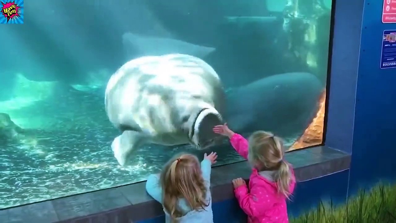 Try Not To Laugh - Funniest Human Trolling With Animals - [have fun with us]