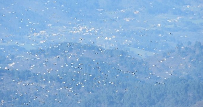En Ardèche, un ornithologue capture le spectacle surprenant de 700 cigognes dans le ciel