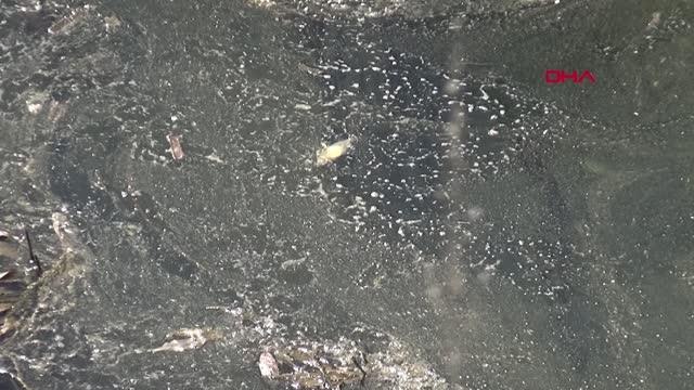 BALIK ÖLÜMLERİNİN NEDENİ OKSİJEN YETERSİZLİĞİ ÇIKTI