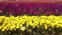 Reabren a los visitantes los coloridos campos de cultivo de flores de California
