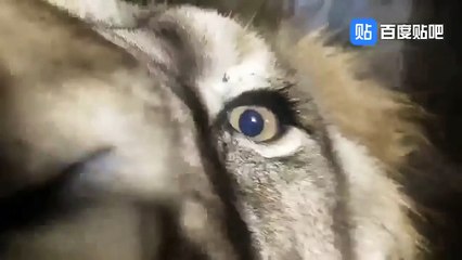 Lion and tiger scuffle recording at xi'an zoo