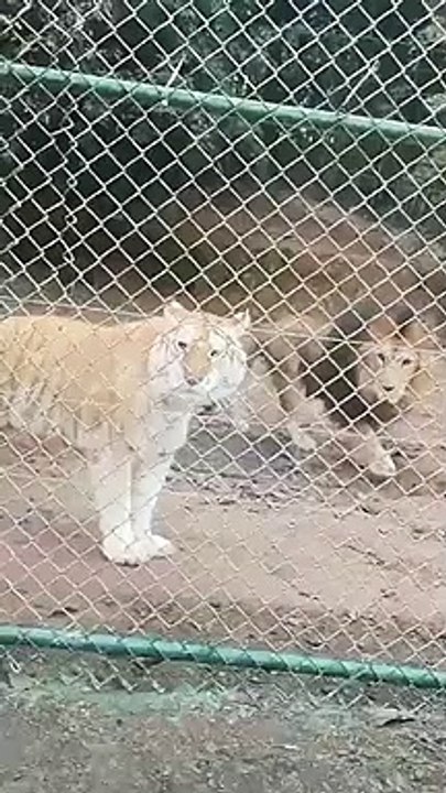 Lion vs Tiger (golden tiger and lion) - video Dailymotion