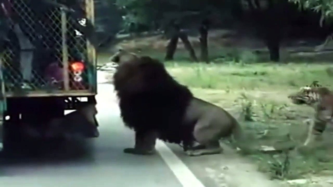 Lion and tiger feeding at the trucks
