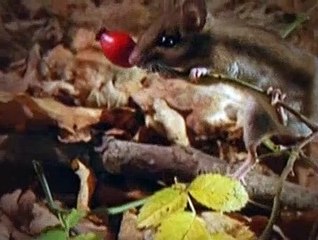Baby Einstein S01E09 - Baby Einstein Neighborhood Animals (1)