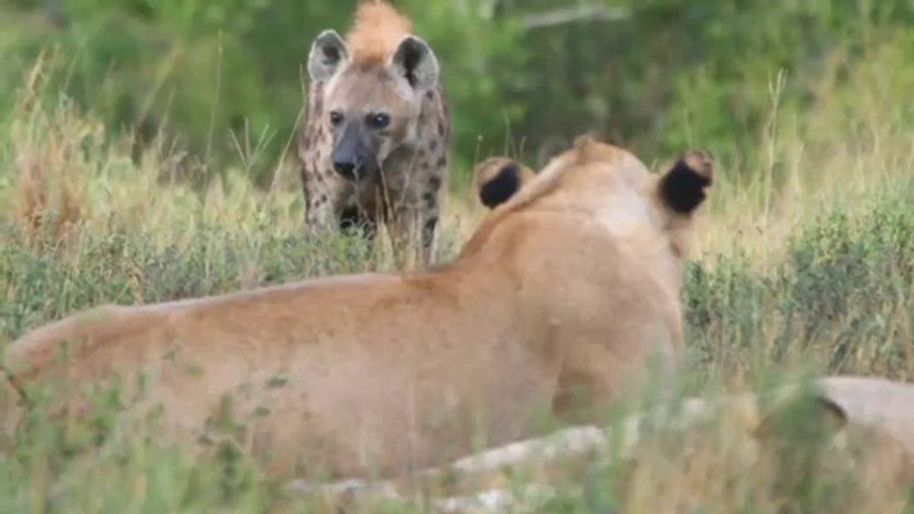 Lion Vs Hyena
