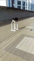 Doggy Shows Perfect Balancing Performance