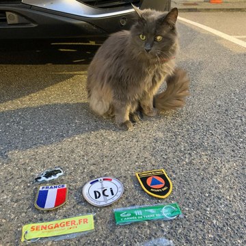 Ce chat adopté par la police est une vraie star