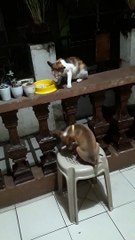 cat dog