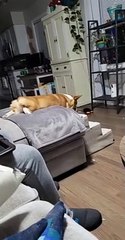 Corgi Slides Down Some Stairs