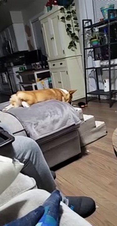 Corgi Slides Down Some Stairs