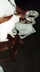 Cute Pity Lovely Cat