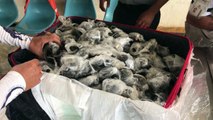 In Plastik gewickelt: 185 Baby-Schildkröten gerettet, 10 sind erstickt