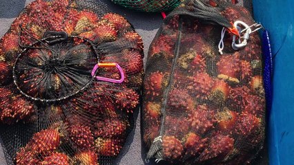 바닷속 '나쁜 손' 기승...수산물 불법 채취 '골머리' / YTN