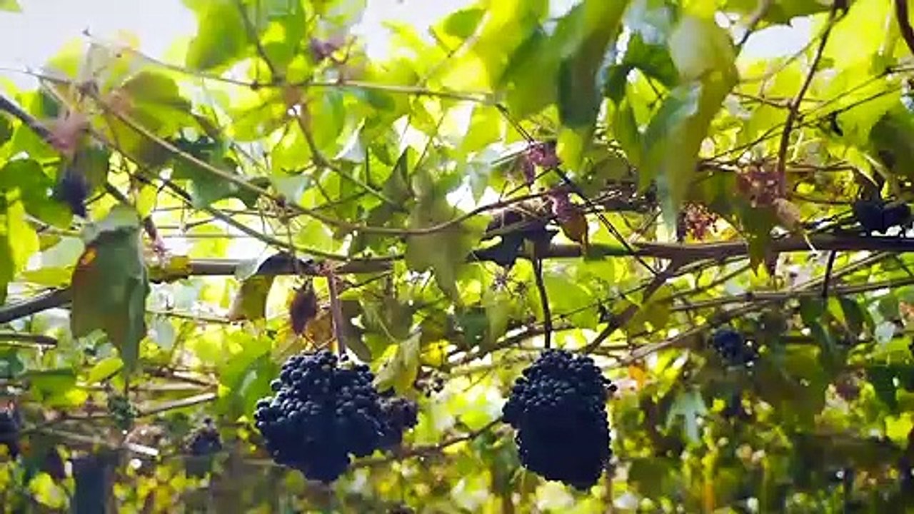 Quảng bá Du lịch Tây Ninh trên các chuyến bay của Vietnam Airlines