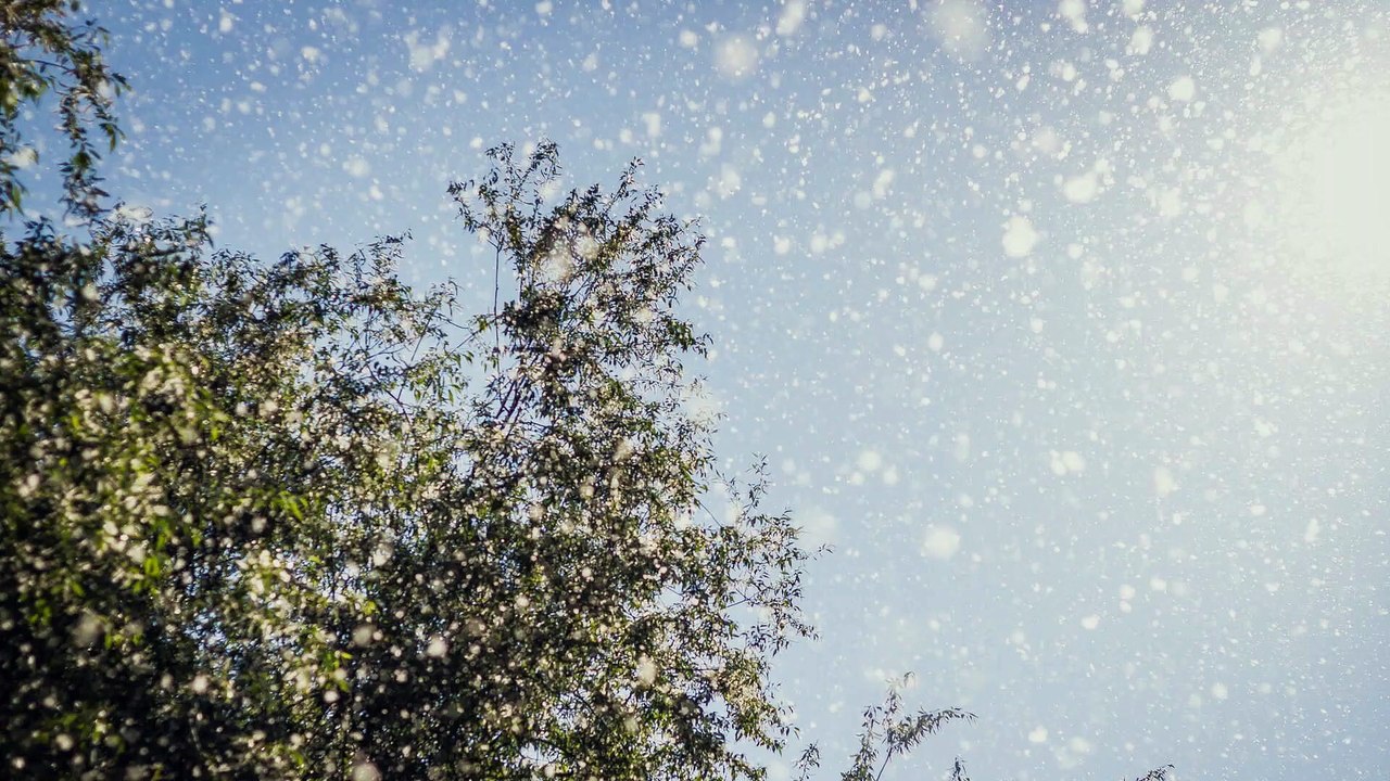 Allergie aux pollens : comment se protéger ?