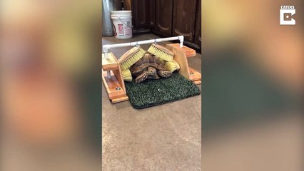 Cette tortue adore son fauteuil de massage