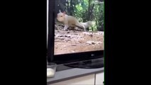 La tête du chien qui voit un écureuil à la TV