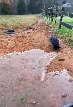 Ce chien creuse une tranchée pour l'irrigation de l'eau... pratique
