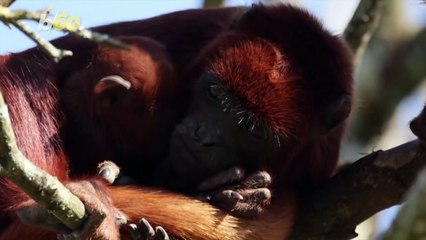 Howlin’ Celebration! Baby Red Howler Monkey Welcomed Into French Zoo!