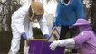 Victoria trials first smart hives to protect bees