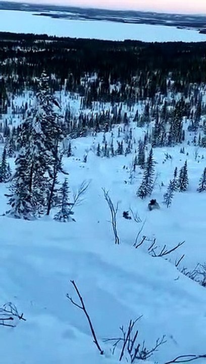 Tree Quickly Stops Guys Sliding Down a Mountain