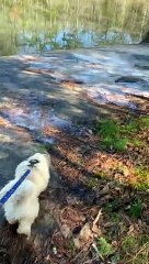 Icy Slope Causes Girl to Slide Into the Lake