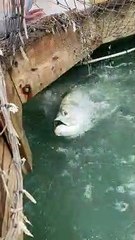 Man Feeding Tarpon Gets Bit