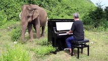 Un éléphant écoute du piano paisiblement