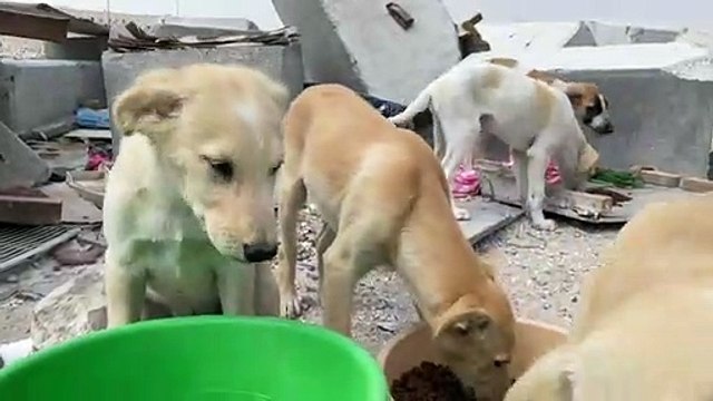 محاولات لمنع ازدياد حالات الاساءة للحيوانات في قطر