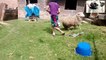 Funny Sheep Attacking People Compilation - Funniest Animals Videos 2020