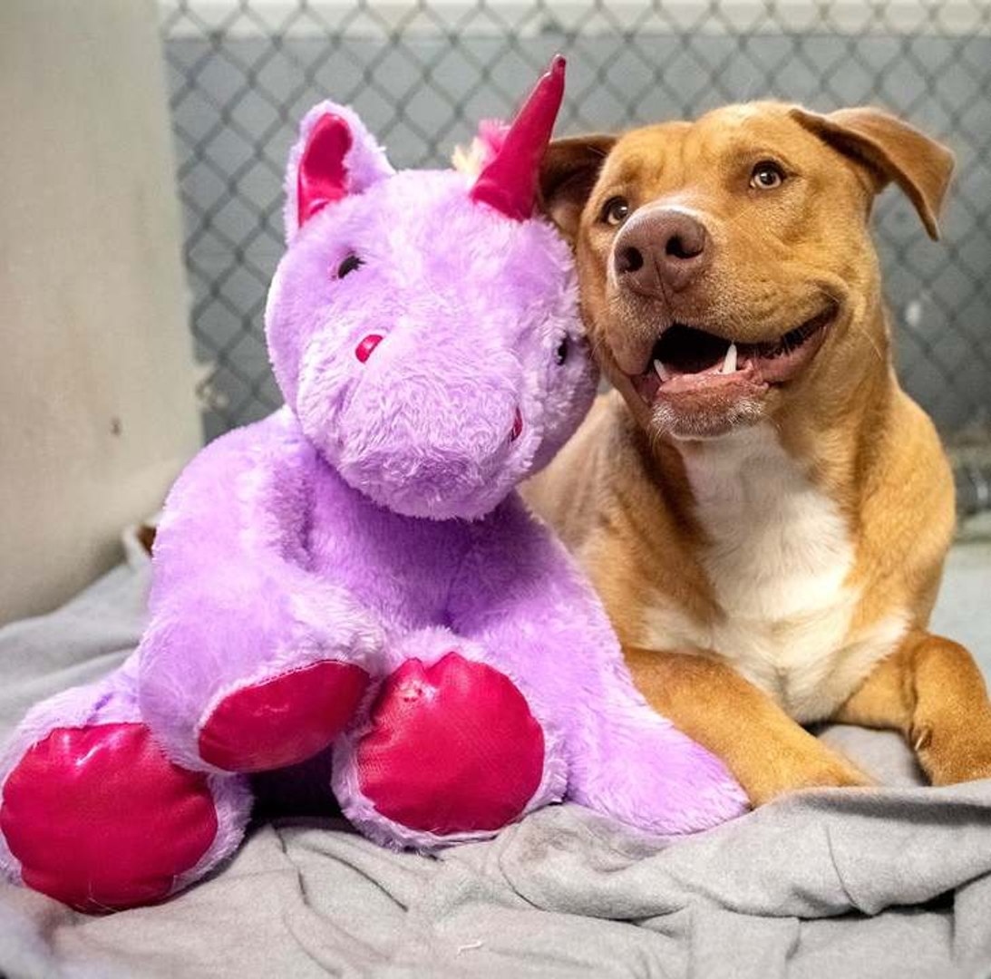 How to Crochet Stuffed Animals: Crochet Puppy Dog & Kitty Cat! (Amigurumi)  