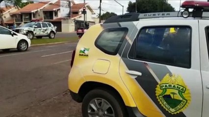 Com apoio das equipes da GM e PM, cachorrinha e filhotes são resgatados na Avenida Toledo
