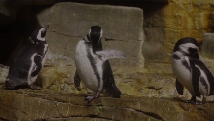 These Adorable Penguins Took a Field Trip to a Popular Chicago Seafood Restaurant for a Very Good Cause