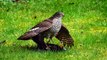 Sparrowhawk Finishing a Blackbird in Slow Motion
