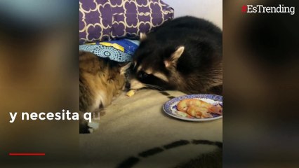 Este mapache es el consentido de la casa y quiere que el resto de las mascotas lo sepan