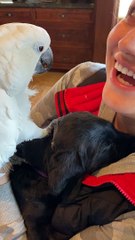 Parrot Meets Puppy for the First Time