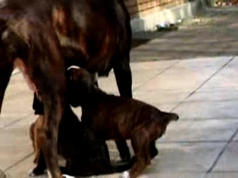 Vidéo chiots le 25 février 2008 sur terrasse