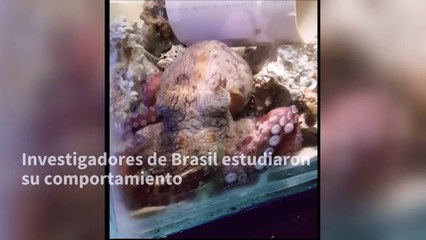 ¿Pueden los pulpos soñar? Tal vez sí