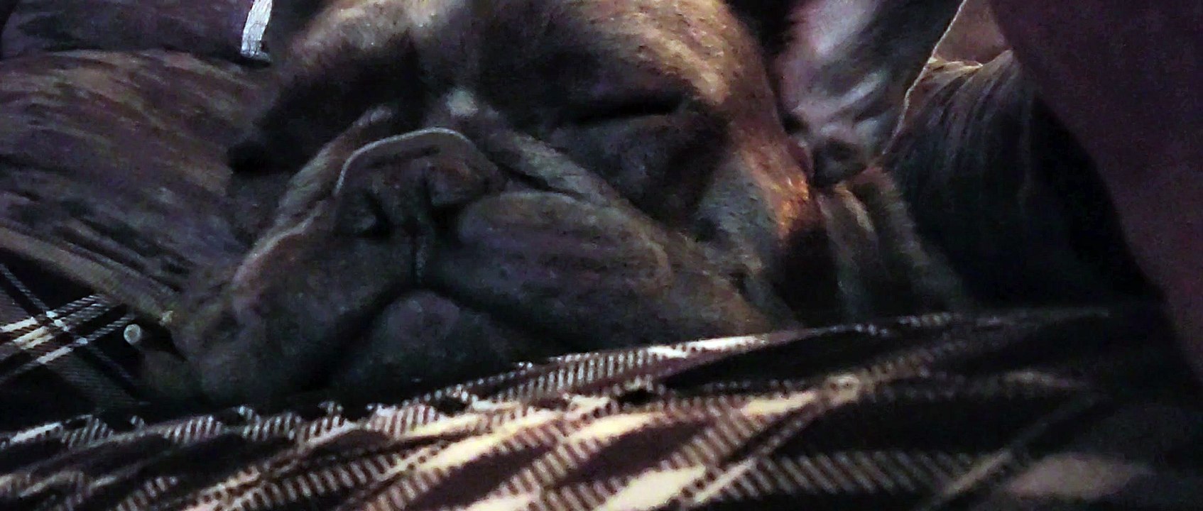 French Bulldog SNORING!  turn up your volume